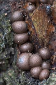 Attēlu rezultāti vaicājumam “Lycogala sp.”