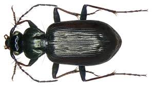 Attēlu rezultāti vaicājumam “Loricera pilicornis”