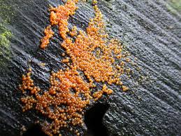 Attēlu rezultāti vaicājumam “Nectria peziza”