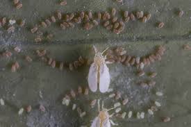 Attēlu rezultāti vaicājumam “Sternorrhyncha”