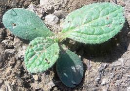 Attēlu rezultāti vaicājumam “Borago officinalis bud”