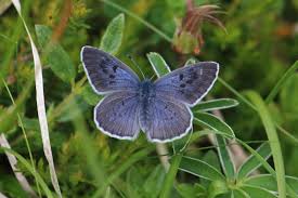Attēlu rezultāti vaicājumam “Phengaris arion upperside”