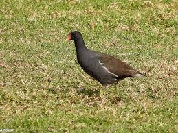 Attēlu rezultāti vaicājumam “Gallinula chloropus”