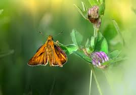 Attēlu rezultāti vaicājumam “Ochlodes sylvanus female”