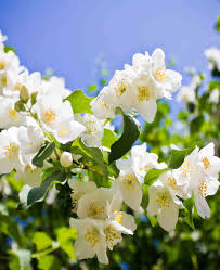 Attēlu rezultāti vaicājumam “Philadelphus lemoinei flower”