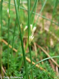 Attēlu rezultāti vaicājumam “Juncus filiformis”