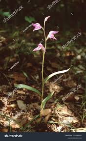 Attēlu rezultāti vaicājumam “Cephalanthera rubra”