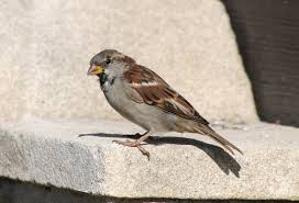 Attēlu rezultāti vaicājumam “Passer domesticus male”