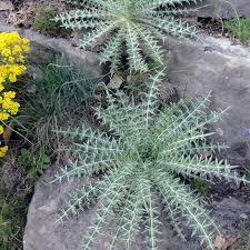 Image result for Ptilostemon afer