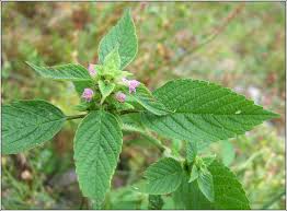 Attēlu rezultāti vaicājumam “Galeopsis tetrahit”