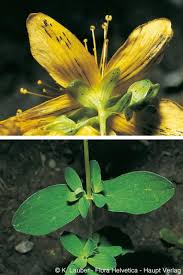 Attēlu rezultāti vaicājumam “Hypericum maculatum flower”