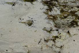 Attēlu rezultāti vaicājumam “Skeletocutis”