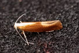 Attēlu rezultāti vaicājumam “Argyresthia albistria”