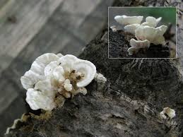 Attēlu rezultāti vaicājumam “Antrodiella faginea”