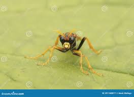 Attēlu rezultāti vaicājumam “Tenthredo campestris female”