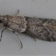 Attēlu rezultāti vaicājumam “Zophodia grossulariella”