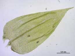 Attēlu rezultāti vaicājumam “Brachythecium rutabulum sporophyte”