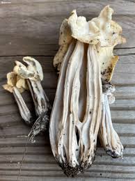 Attēlu rezultāti vaicājumam “Helvella crispa”