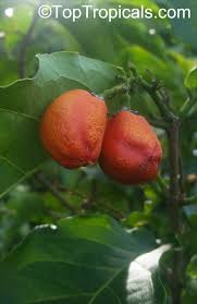 Attēlu rezultāti vaicājumam “Potentilla argentea fruit”