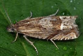 Attēlu rezultāti vaicājumam “Eucosma aspidiscana”