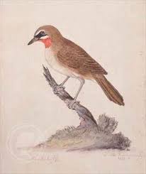 Image result for Luscinia calliope
