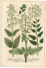 Attēlu rezultāti vaicājumam “Scrophularia nodosa leaf”