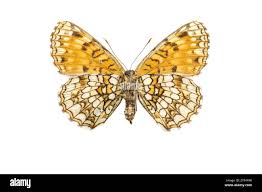Attēlu rezultāti vaicājumam “Melitaea diamina underside”