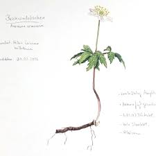 Image result for Buschwindröschen