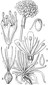 Attēlu rezultāti vaicājumam “Armeria vulgaris”
