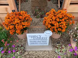 Image result for Calceolaria integrifolia