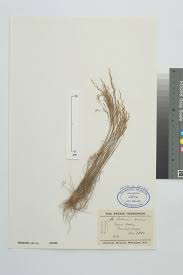 Image result for Hacking PAPA