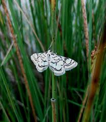 Attēlu rezultāti vaicājumam “Nymphula nitidulata”