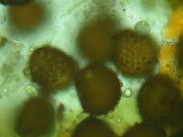 Attēlu rezultāti vaicājumam “Ephemerum serratum”