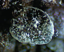 Attēlu rezultāti vaicājumam “Badhamia flavoglauca spores”