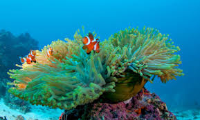 Image result for sea Anemone