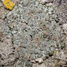 Attēlu rezultāti vaicājumam “Pleurosticta acetabulum”