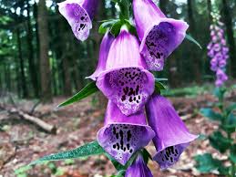 Image result for Fingerhut rot