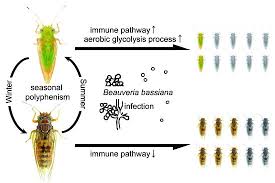 Attēlu rezultāti vaicājumam “Trioza dispar nymph”