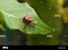 Attēlu rezultāti vaicājumam “Adoxus obscurus”