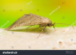 Attēlu rezultāti vaicājumam “Hypena proboscidalis”