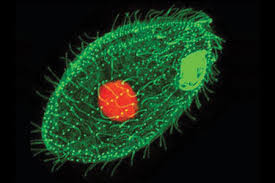 Attēlu rezultāti vaicājumam “Bilimbia tetramera”