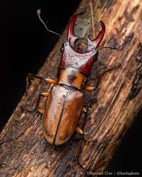 Attēlu rezultāti vaicājumam “Lucanidae”