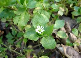 Attēlu rezultāti vaicājumam “Stellaria crassifolia”