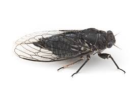 Attēlu rezultāti vaicājumam “Auchenorrhyncha”