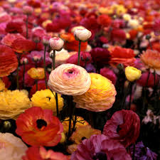 Attēlu rezultāti vaicājumam “Ranunculus mendax flower”