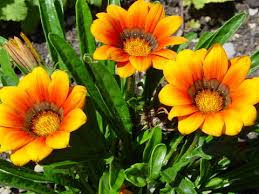 Image result for Gazanien