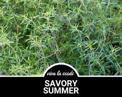 Image result for Satureja hortensis