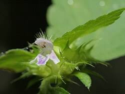 Attēlu rezultāti vaicājumam “Galeopsis bifida”