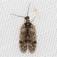 Attēlu rezultāti vaicājumam “Hemerobiidae”