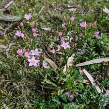 Attēlu rezultāti vaicājumam “Centaurium erythraea bud”